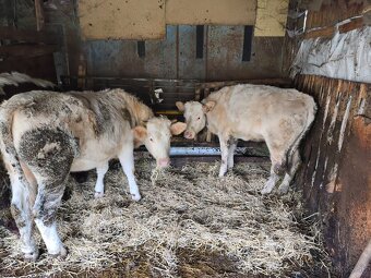 Predám jalovice - 4