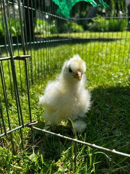 Kohút hodvábničky - 4