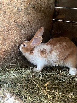 Šarišský obrovitý - 4