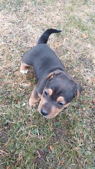 Jack russell terier - 4