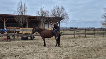 Quarter horse - 4
