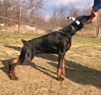 Doberman šteniatka s PP - 4