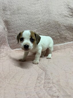 Jack russel terier - 4