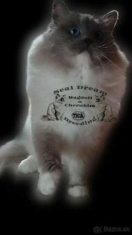 Ragdoll & Cherubim - 4