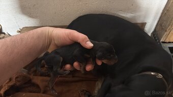 Tatranský durič x Slovenský kopov - 4