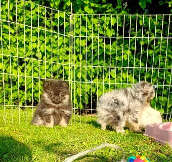 Pomeranian pomerian - 4