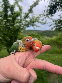 AGAPORNIS FISHER Maznačik-krotký - 4