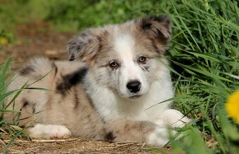Border kólia,border collie,borderka bez PP - 4