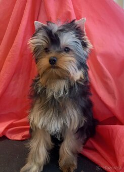YORKSHIRE TERRIER s PP - 4