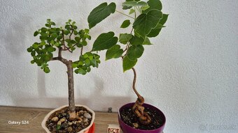 Sukulentné bosaje - 4