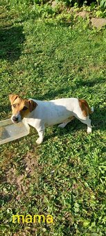 Jack russel terier šteniatka - 4