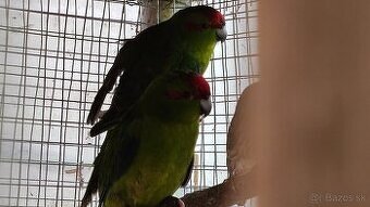 Predám/vymením kakariky čč, 2ks 2025, zelené - 4