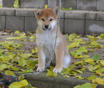 Shiba inu  s PP  /FCI / - 4