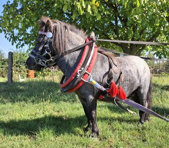 Mini pony - 4