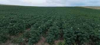 Predam  nove domace zemiaky, pšenicu, jačmeň. - 4