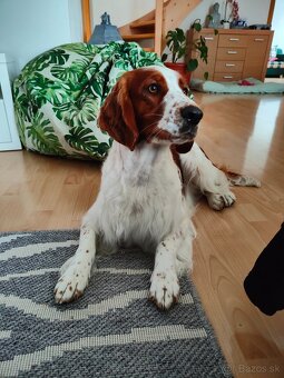 Prijímame rezervácie – Welsh Springer Španiel - 4