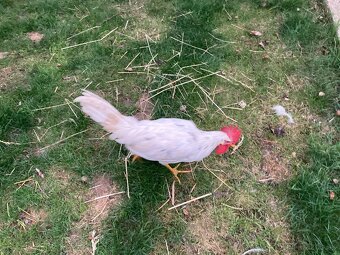 Predám kohútov Švédska kvetina a Leghorn 19 tyždňov - 4