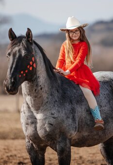 Pripúšťanie American Quarter Horse - 4