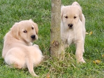 Šteniatka zlatý retriever - 4