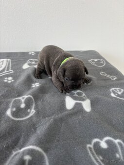 Francúzsky buldoček modré šteniatka - 4