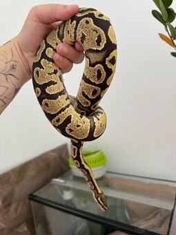 Pytón s celým vybavením - 4