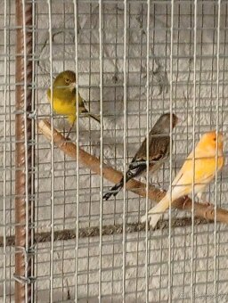 Predám kanariky - 4