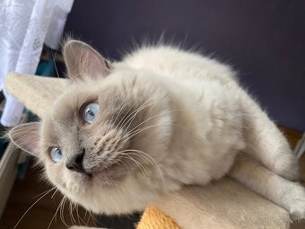 Ragdoll na krytie - 4