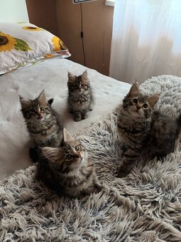 Maine Coon, Mainská Mývalia mačiatka - 4