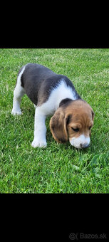 Beagle tricolor - 4