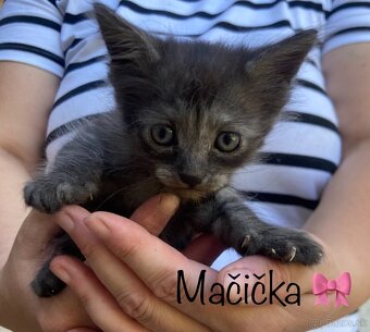 Darujem mačiatka - 4
