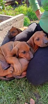 Rhodesian ridgeback - 4