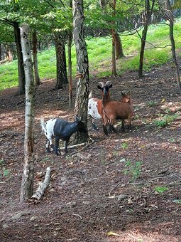 Holandska mini koza a baran Quessant - 4