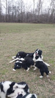 Predám Čistokrvné šteniatka Border Kolia - 4