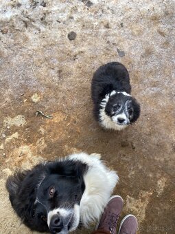 Šteniatko border kólie - 4