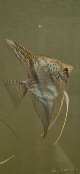 Pterophyllum scalare esseqibo Guyana - 4