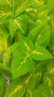 Zelené coleusy - koleusy - žihľavky - 4