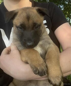 Belgický ovčiak malinois - 4
