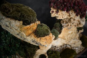 Bonsai Krajinka v miske 78x38cm - 4