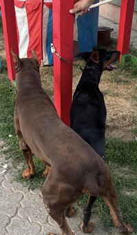 DOBERMAN šteniatka - 4