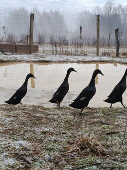 Indický bežec - kačice - 4