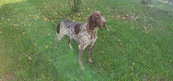 Predám alebo vymením za farbiara - 4