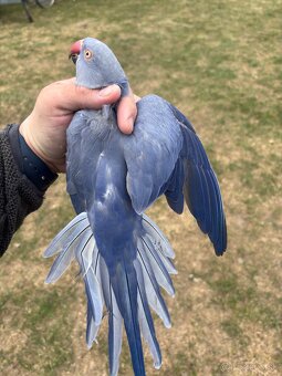 Alexander malý samička - 4