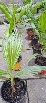 Palma Washingtonia robusta - 4