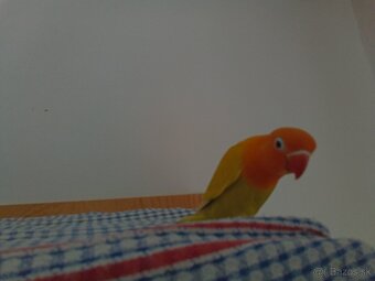 Agapornis fisher - 4