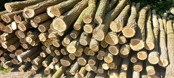 Agatove koly stlpy lacno cerstve - 4
