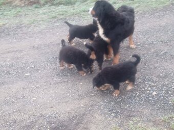 Bernský Salašnícky pes - 4