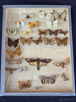 Predám zbierku motýľov - 4