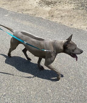 Predám fenku Thai Ridgeback Dog s rodokmeňom - 4
