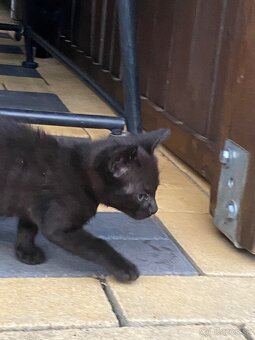 DARUJEME 3 ROZTOMILÉ MAČIATKA DO DOBRÝCH RÚK 🐾 - 4