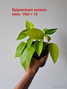Monstera thai constellation - 4